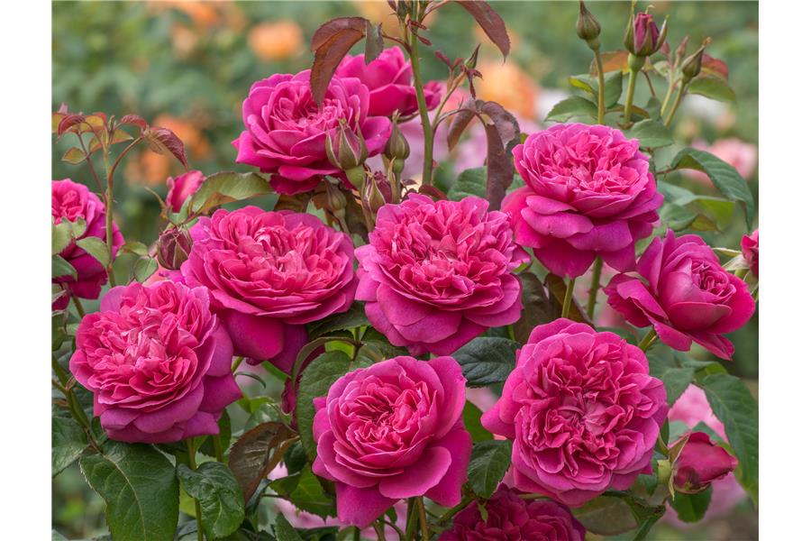 Rose James L Austin